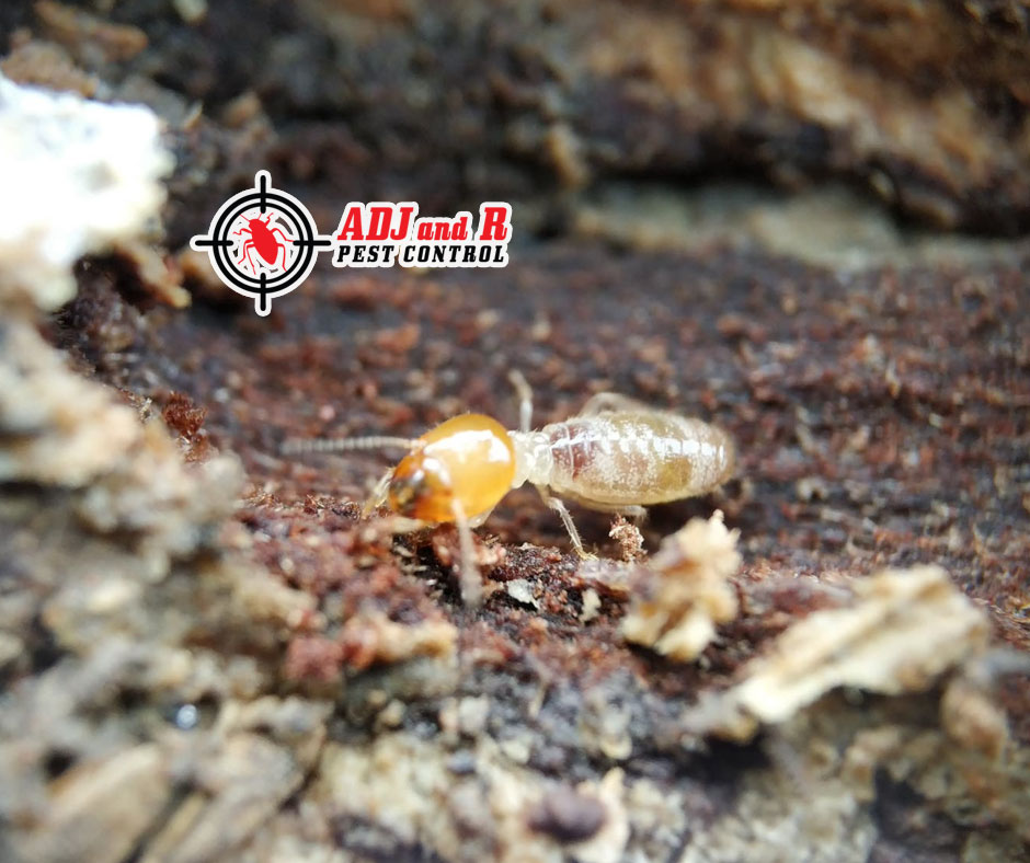 p41 - ADJ and R Pest Control Services in Davao City
