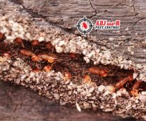 Termites are one of the most devastating pests.