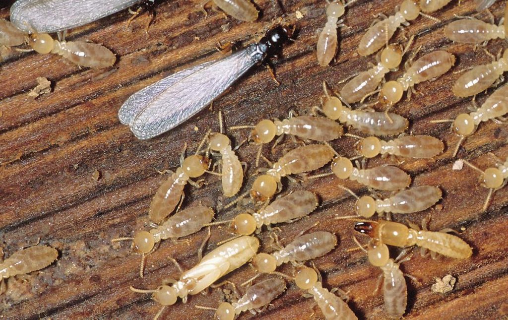 termite 5 - ADJ and R Pest Control Services in Davao City
