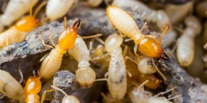 termite control 1 - ADJ and R Pest Control Services in Davao City