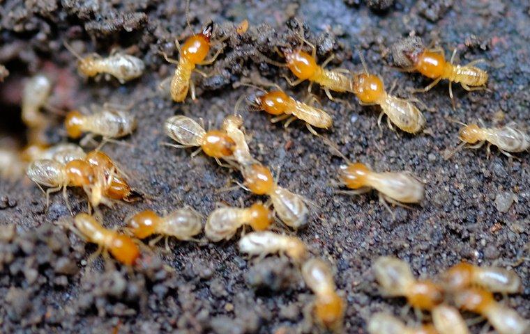 termite control 4 - ADJ and R Pest Control Services in Davao City