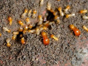 termites - ADJ and R Pest Control Services in Davao City