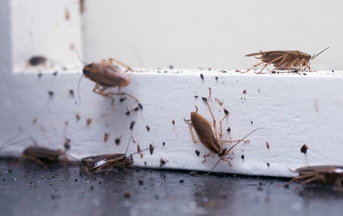 cockroach infestation - ADJ and R Pest Control Services in Davao City