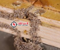 Termites are pesky little things that are almost impossible to get rid of!