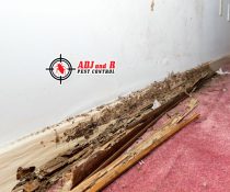 Put an end to all of your concerns about termite or anay infestations in your premises!