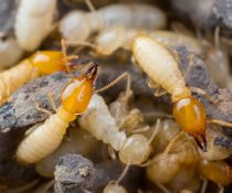 General Santos – Gensan Termites and the Threat They Pose to Your Family and Health