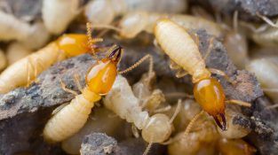 General Santos – Gensan Termites and the Threat They Pose to Your Family and Health