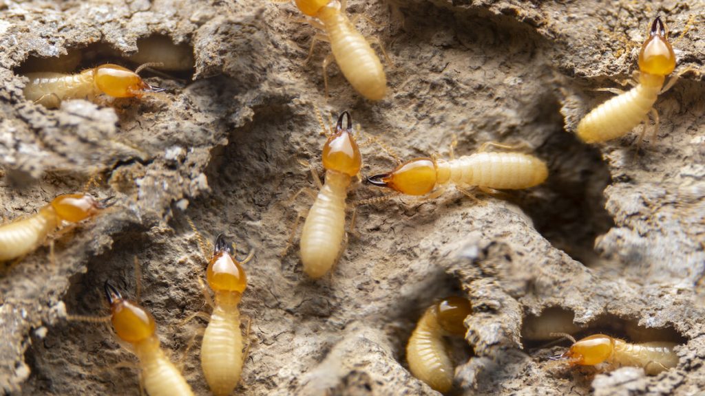 termites - ADJ and R Pest Control Services in Davao City