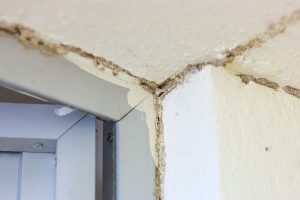 Termites on the house