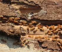 termites identification - ADJ and R Pest Control Services in Davao City