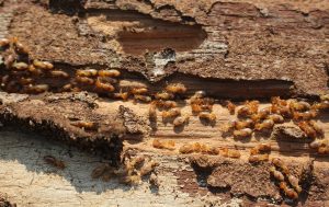 termites identification - ADJ and R Pest Control Services in Davao City
