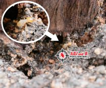 Termites can ruin your home, business and life so let us take care of it.