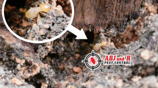 Termites can ruin your home, business and life so let us take care of it.