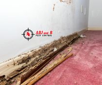 Don’t let termites wreak havoc on your property