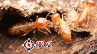 Termite pest control is a crucial aspect of home maintenance to prevent damage from termites