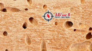 To protect your home, it’s important to work with a professional pest control company