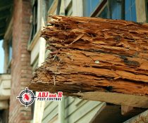 At ADJ and R Pest Control, we’re committed to protecting your home from termites.