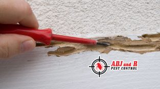 DIY treatments for termites are often ineffective and can even make the problem worse.
