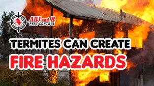 Termites chew through wood, which can create fire hazards