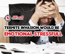Dealing with a termite infestation can be emotionally draining