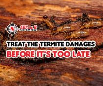 The longer a termite infestation goes untreated, the more expensive it will be to address.