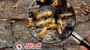 Did you know that termites cause over ₱50 billion worth of property damage every year?
