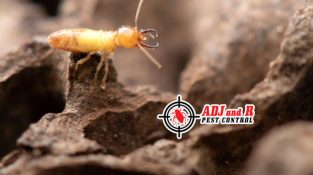 Don’t let termites spoil your beautiful summer plans!