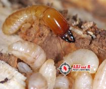 Say goodbye to termites and hello to a pest-free home.