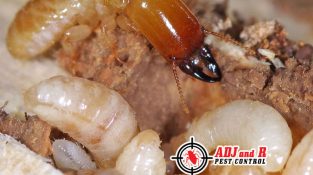 Say goodbye to termites and hello to a pest-free home.