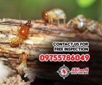 Don’t let termites compromise the safety and value of your home!