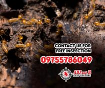 Safeguard Your Home with Expert Termite Pest Control Services!
