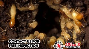 Say goodbye to the termite tyranny and hello to a pest-free paradise!