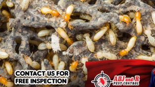 Termite invasion? Time to put on our superhero capes and save the day!