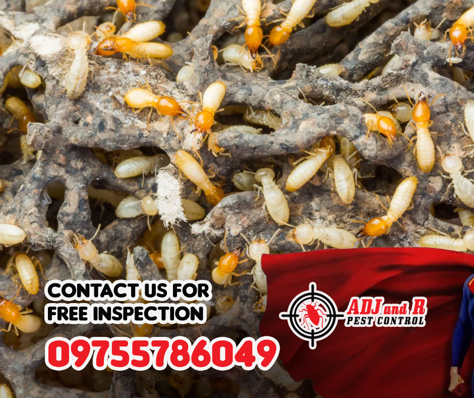 best pest control in Davao