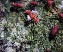 Termites in Davao - ADJ and R Pest Control Services in Davao City