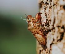 Essential Steps to Keep Your Davao City Home Termite-Free