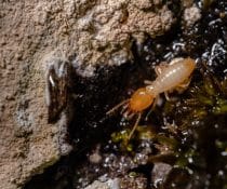Termite Control Solutions for Davao City - ADJ and R Pest Control Services in Davao City