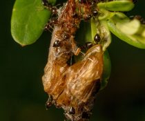 Termite Troubles in Davao - ADJ and R Pest Control Services in Davao City