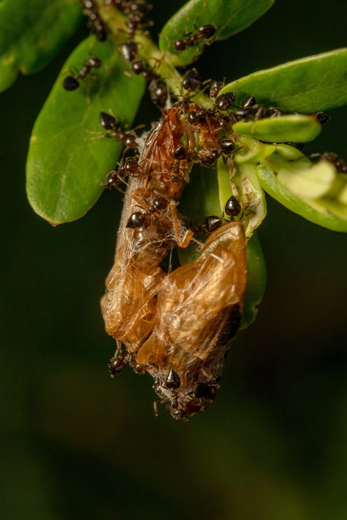 Termite Troubles in Davao - ADJ and R Pest Control Services in Davao City