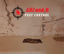 Anay in Davao - ADJ and R Pest Control Services in Davao City