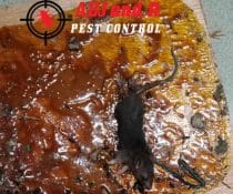Rodent Infestations in Davao: How to Safeguard Your Home
