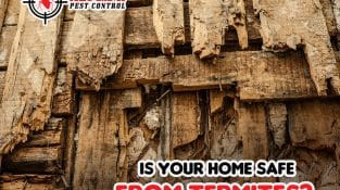 Is Your Home Safe from Termites?