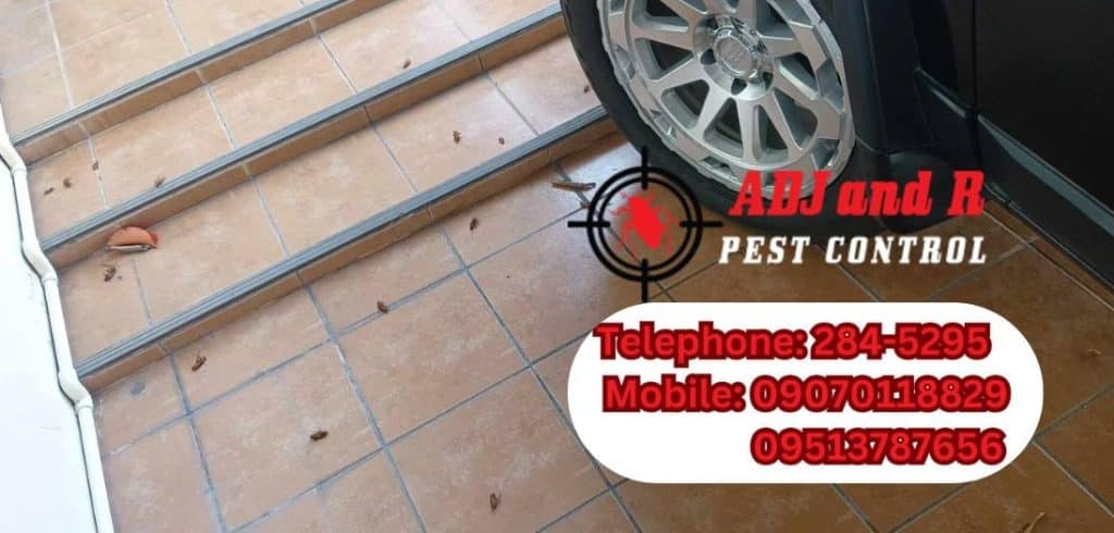 Discover effective pest control strategies in Davao with ADJ and R Pest Control. Learn how our tailored solutions can keep your home and business pest-free. Call today!