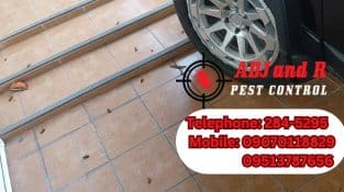 Effective Pest Control in Davao Strategies