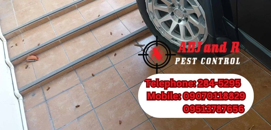 Effective Pest Control In Davao Strategies Adj And R Pest Control Services In Davao City