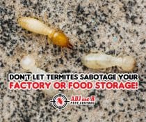 Don’t let termites sabotage your factory or food storage!