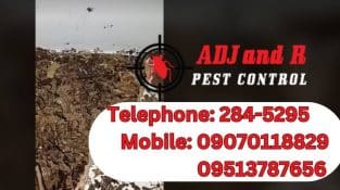Organic Pest Control Solutions in Davao for Health-Conscious Davao Residents