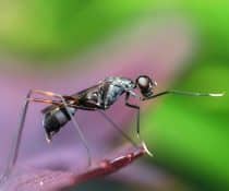 Effective Mosquito Control in Davao: Tips and Best Practices