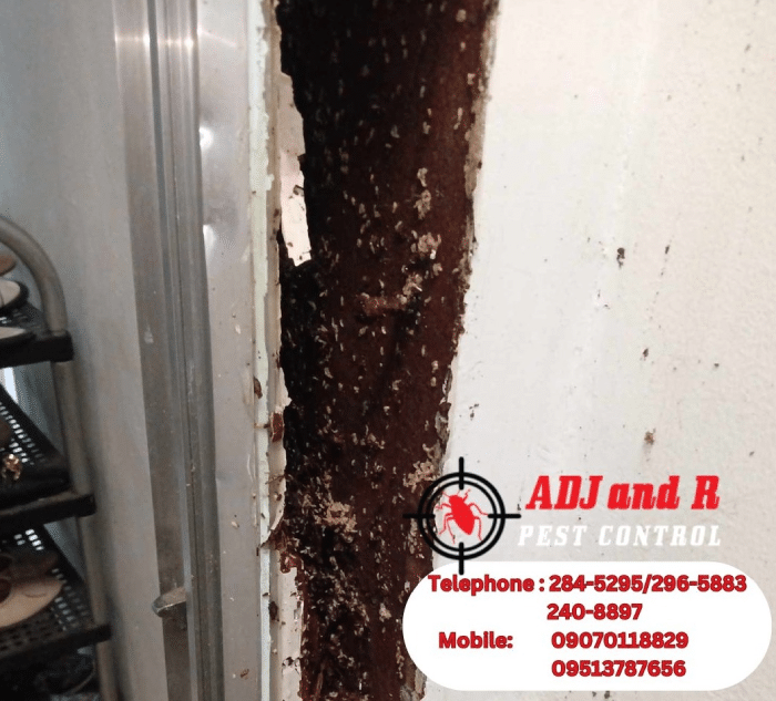 Protect your Ecoland property from termites with ADJ and R Pest Control. Our expert termite treatment services in Davao City offer customized, eco-friendly solutions to keep your home or business termite-free. Contact us today!