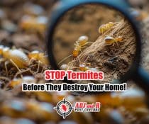 STOP Termites Before They Destroy Your Home!